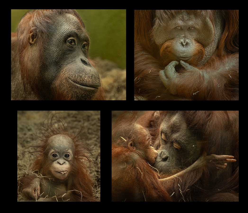 Orang-Utan Family - Ellen Bell - Second Place